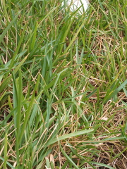 Trogomorpha trogiformis