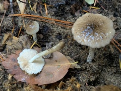 Bolbitius reticulatus