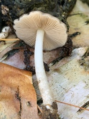 Bolbitius reticulatus