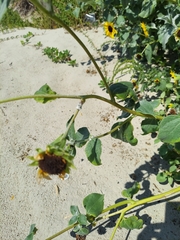 Helianthus argophyllus