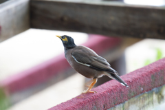 Acridotheres tristis