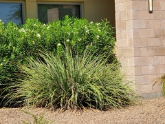 Hesperaloe parviflora