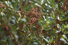 Escallonia resinosa