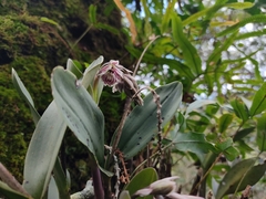 Epidendrum marmoratum