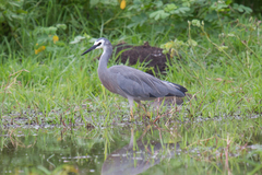 Egretta novaehollandiae