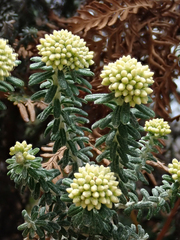 Ozothamnus reflexus