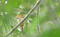 Bucco capensis