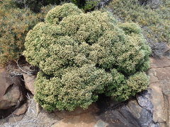 Ozothamnus scutellifolius