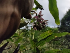 Epidendrum marmoratum