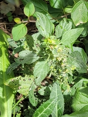 Acalypha