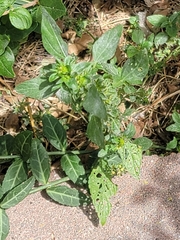 Acalypha