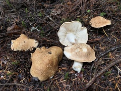 Tricholoma apium