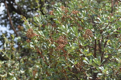 Escallonia resinosa