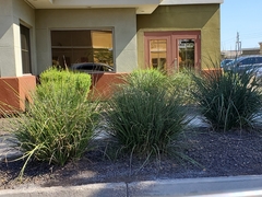 Hesperaloe parviflora