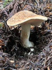Tricholoma apium