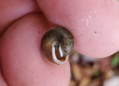 Euchemotrema