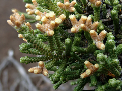 Ozothamnus scutellifolius