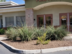 Hesperaloe parviflora