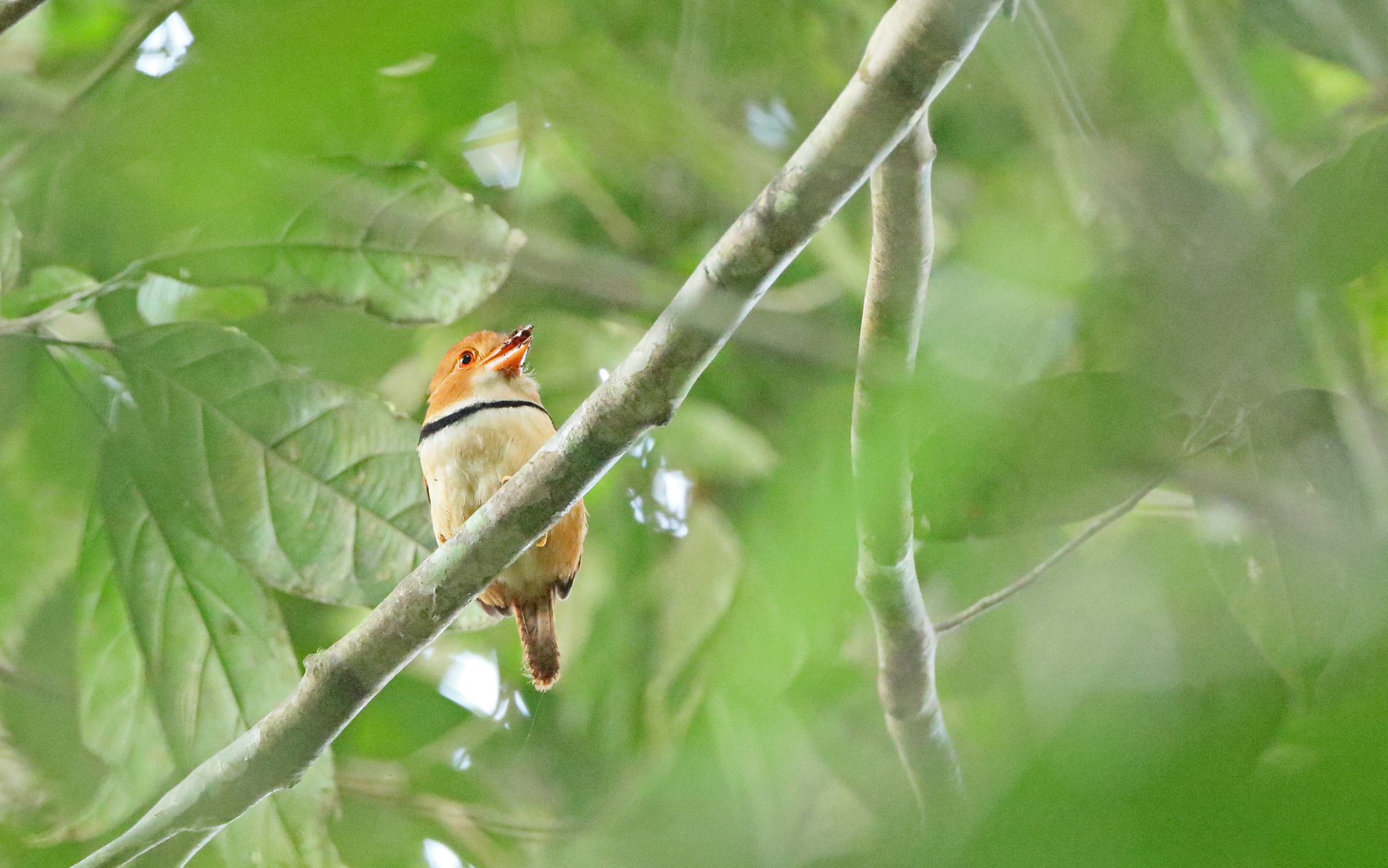 Collared Puffbird (Bucco capensis), photo 6