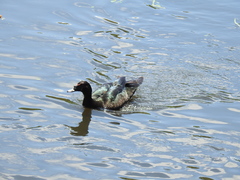 Cairina moschata