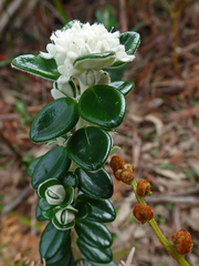 Pimelea nivea