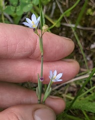 Sisyrinchium septentrionale