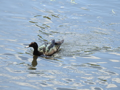Cairina moschata