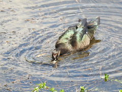 Cairina moschata