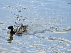 Cairina moschata