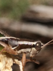 Phaedrotettix dumicola