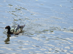 Cairina moschata