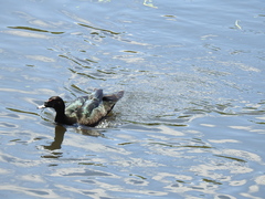 Cairina moschata