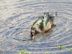 Cairina moschata