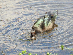 Cairina moschata