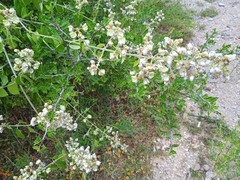 Mascagnia polybotrya