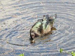 Cairina moschata