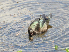 Cairina moschata