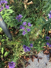 Symphyotrichum novae-angliae