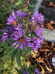 Symphyotrichum novae-angliae