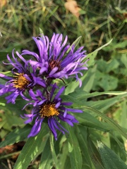 Symphyotrichum novae-angliae