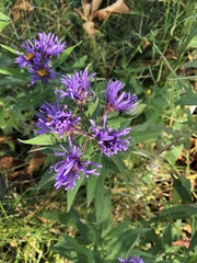 Symphyotrichum novae-angliae