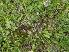 Sisyrinchium septentrionale