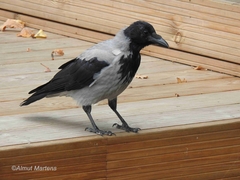 Corvus cornix
