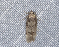 Chionodes pereyra