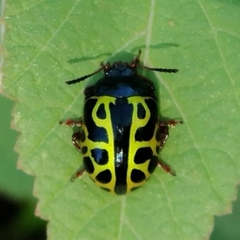 Calligrapha matronalis