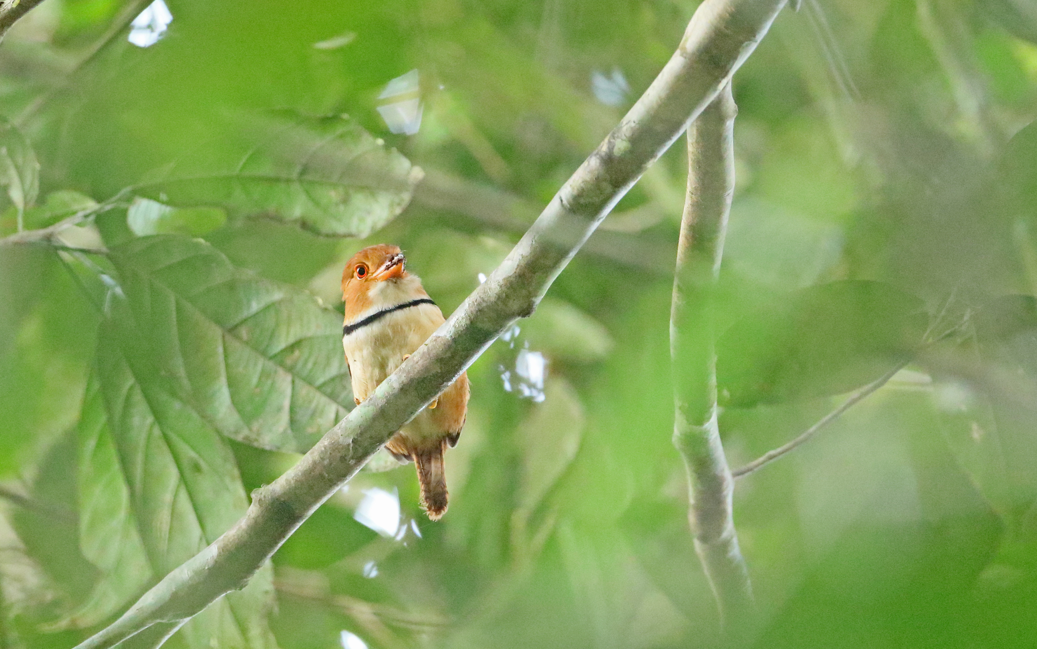 Collared Puffbird (Bucco capensis), photo 7