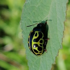 Calligrapha matronalis