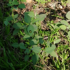 Calligrapha matronalis