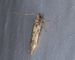 Chionodes pereyra