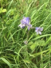 Hyacinthoides hispanica